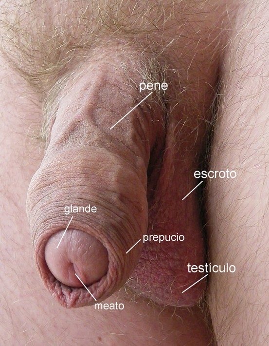 Anatom&#237;a de un rubio; Men 